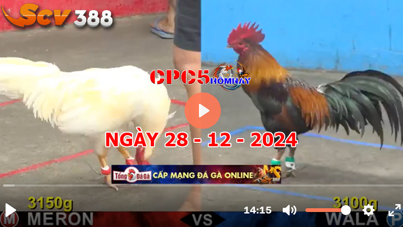 Đá gà C5 ngày 28-12-2024