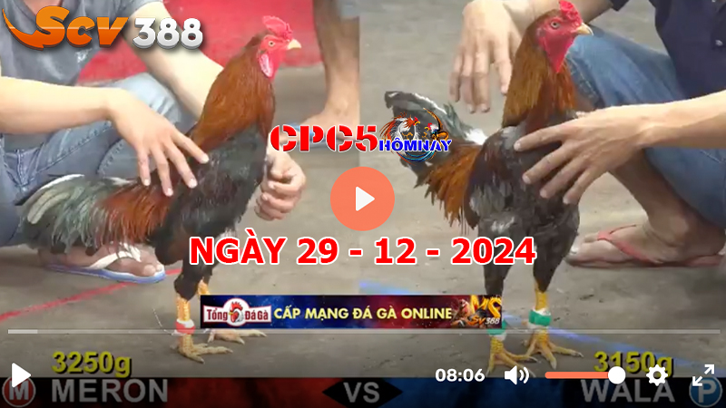 Đá gà C5 ngày 29-12-2024